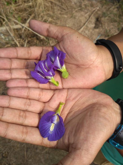 Blue Pea wholesale Siamy