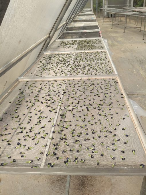 Blue Pea wholesale Siamy